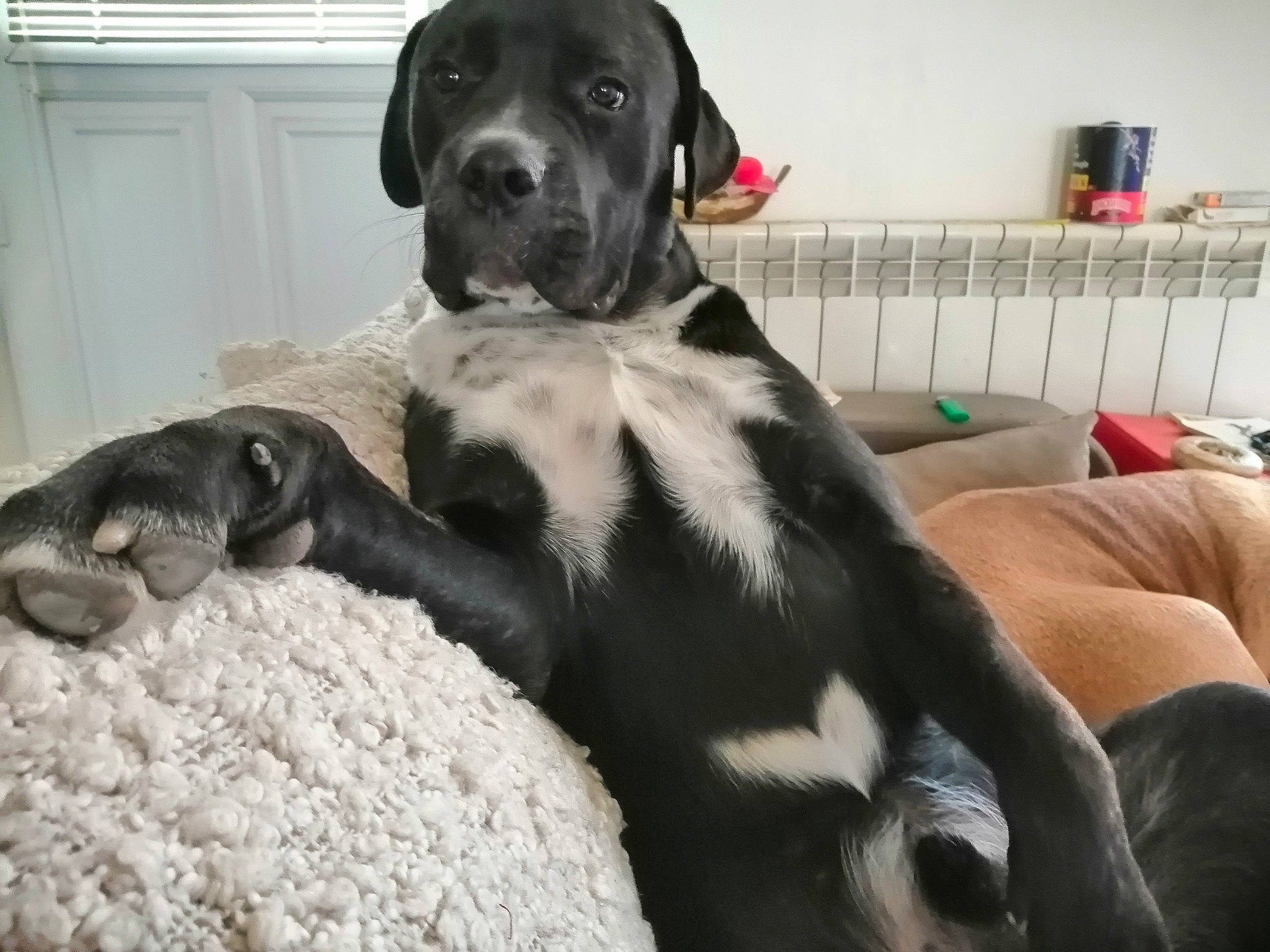 Achyl Et Changa participe au concours pour gagner de l'argent avec cette photo : borador, canidae, carnivore, collar, comfort, companion_dog, dog, dog_breed, dog_supply, fur, guard_dog, gun_dog, mammal, non_sporting_group, pet_supply, snout, sporting_group, tail, terrestrial_animal, working_animal