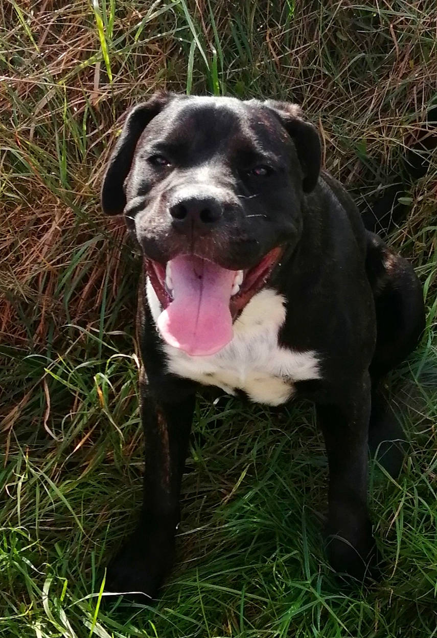 Achyl Et Changa participe au concours pour gagner de l'argent avec cette photo : borador, canidae, carnivore, collar, companion_dog, dog, dog_breed, dog_collar, fawn, grass, molosser, non_sporting_group, plant, snout, sporting_group, tail, terrestrial_animal, whiskers, working_animal, working_dog