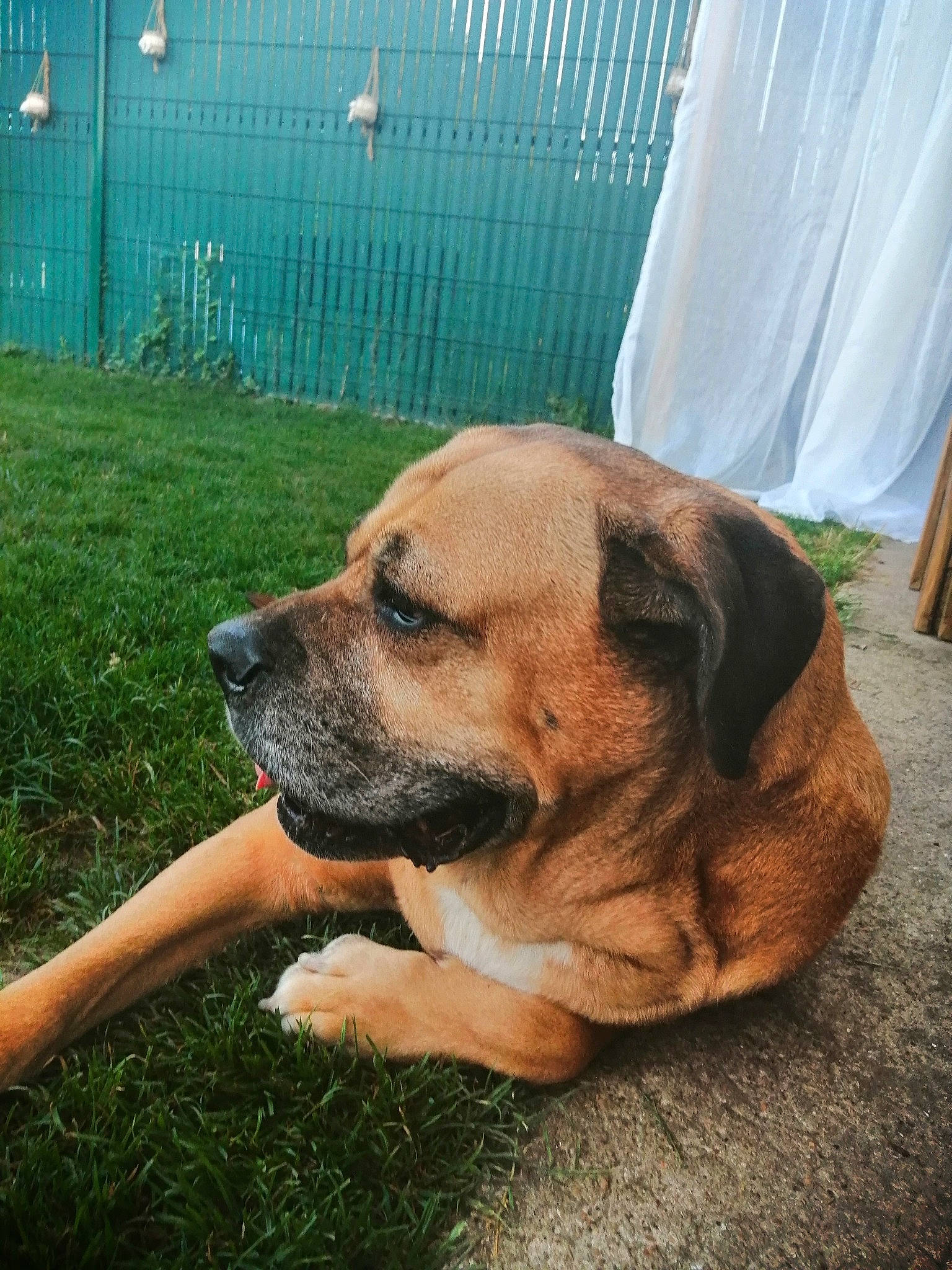 Shanga a rejoint le concours — aidez-le/la à gagner de superbes lots ! ancient_dog_breeds, canidae, carnivore, companion_dog, curtain, dog, dog_breed, fawn, grass, guard_dog, plant, snout, sporting_group, tree, water, whiskers, window, working_dog, wrinkle