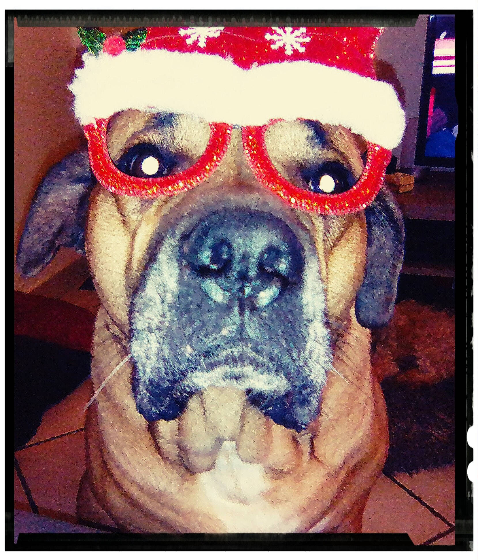 Shanga participe au concours pour gagner de l'argent avec cette photo : boxer, canidae, carnivore, companion_dog, dog, dog_breed, fawn, fur, giant_dog_breed, happy, hat, liver, molosser, rectangle, santa_claus, selfie, snout, sporting_group, whiskers, working_animal