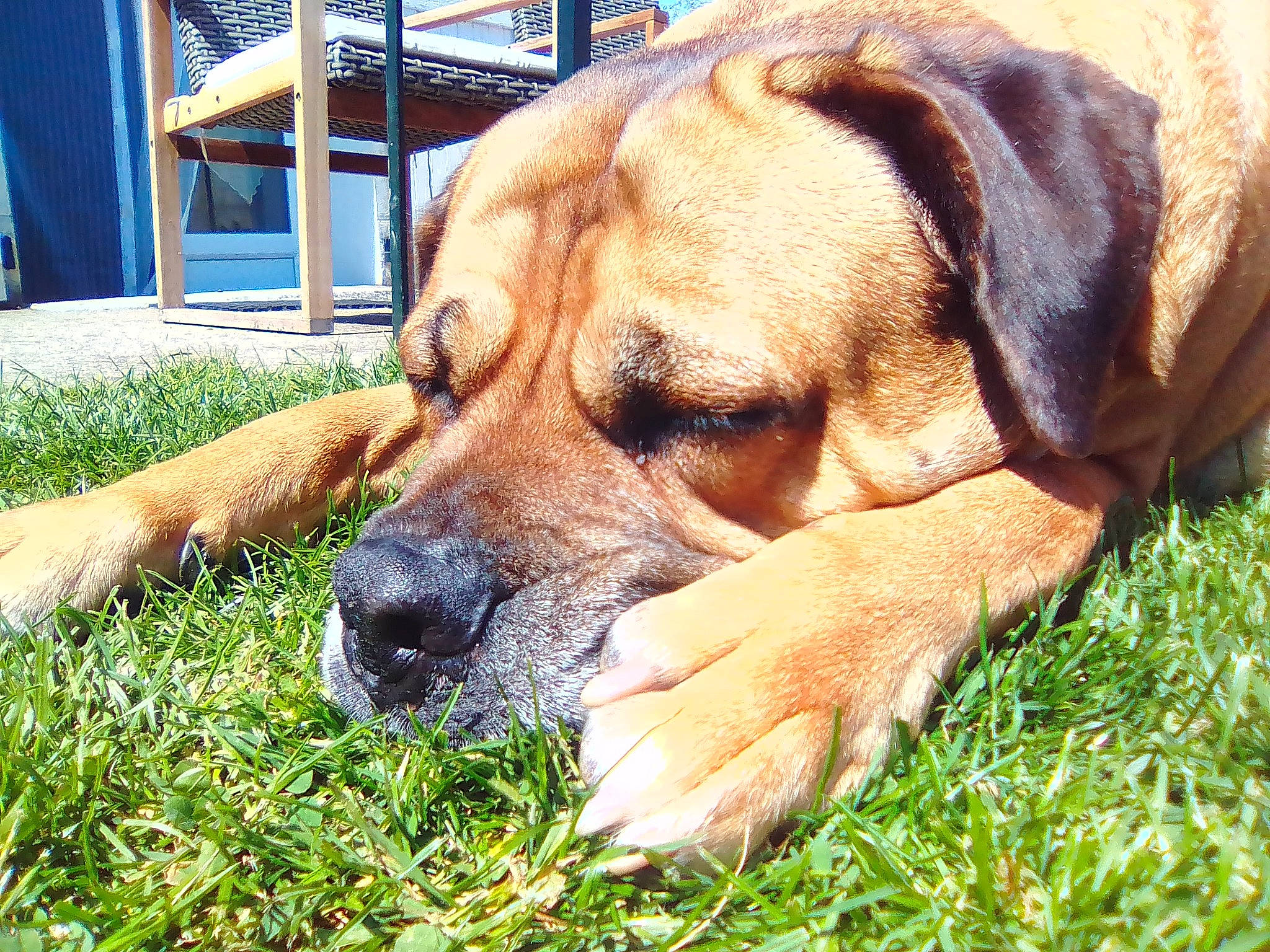 Shanga a rejoint le concours — aidez-le/la à gagner de superbes lots ! ancient_dog_breeds, canidae, carnivore, chair, companion_dog, dog, dog_breed, fawn, grass, guard_dog, hound, hunting_dog, liver, molosser, paw, plant, snout, sporting_group, working_animal, working_dog