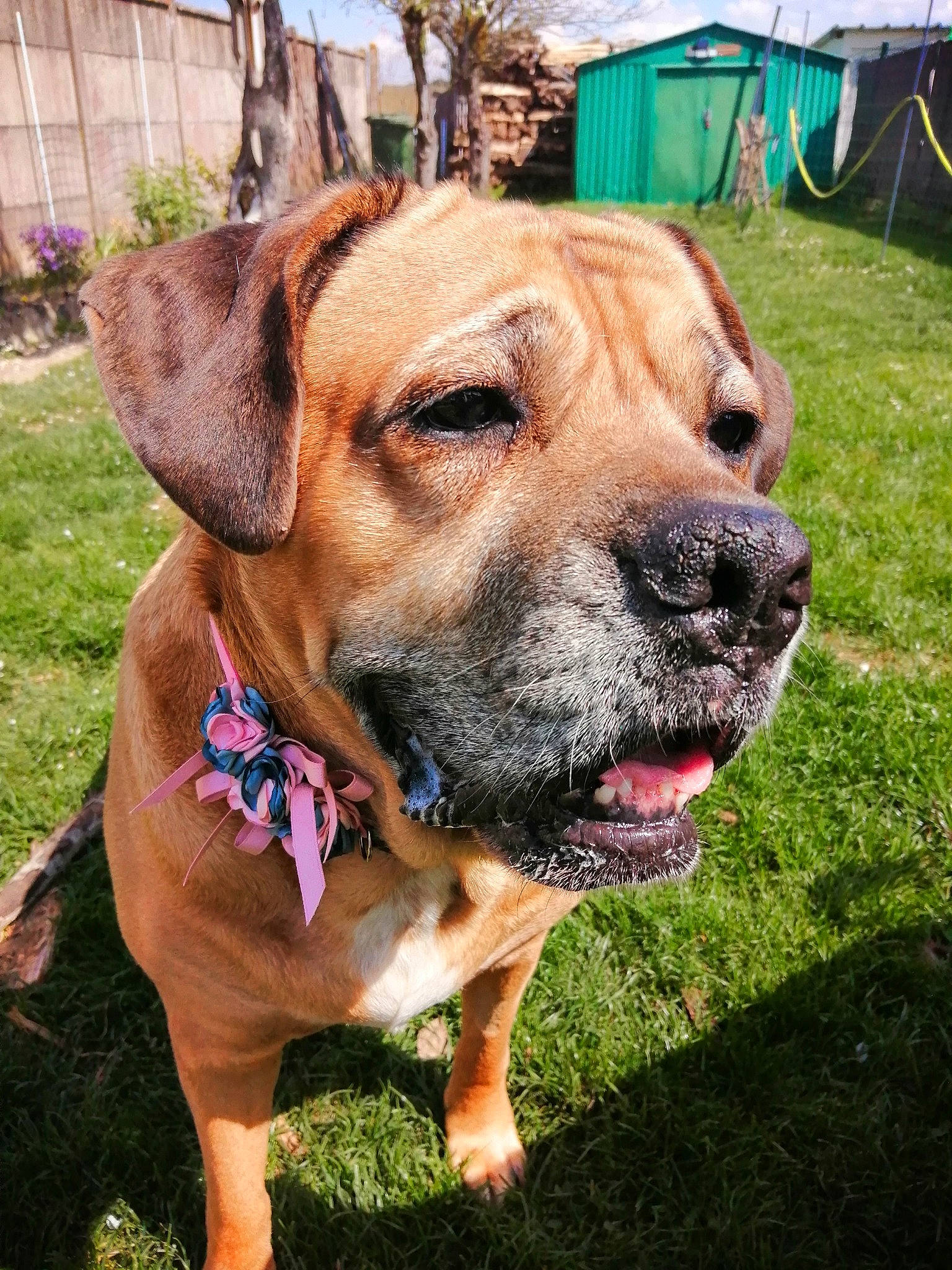 Shanga participe au concours pour gagner de l'argent avec cette photo : canidae, carnivore, collar, companion_dog, dog, dog_breed, dog_collar, dog_supply, fawn, grass, guard_dog, liver, pet_supply, plant, snout, sporting_group, whiskers, working_animal, working_dog, wrinkle