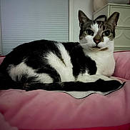 Precious joined the competition — help win amazing prizes! cat, black_and_white, pet_bed, pink_bed, indoor, furniture, dresser, window_blinds, resting, animal, domestic_cat, fur, whiskers, ears, curious, cozy, soft_lighting, closeup, relaxed, cute