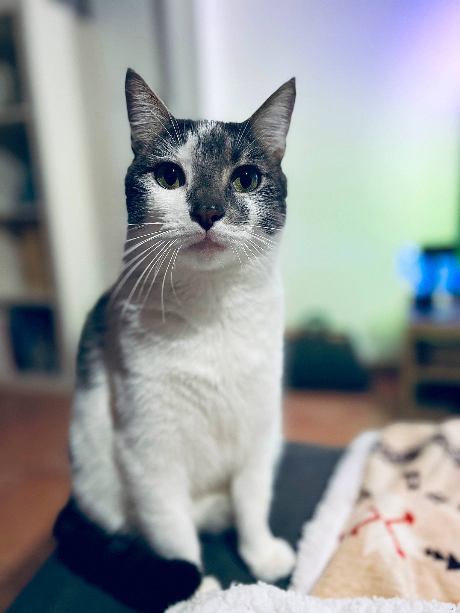 Silver participe au concours pour gagner de l'argent avec cette photo : carnivore, cat, domestic_short_haired_cat, felidae, fur, monochrome_photography, paw, small_to_medium_sized_cats, snout, tail, whiskers, window