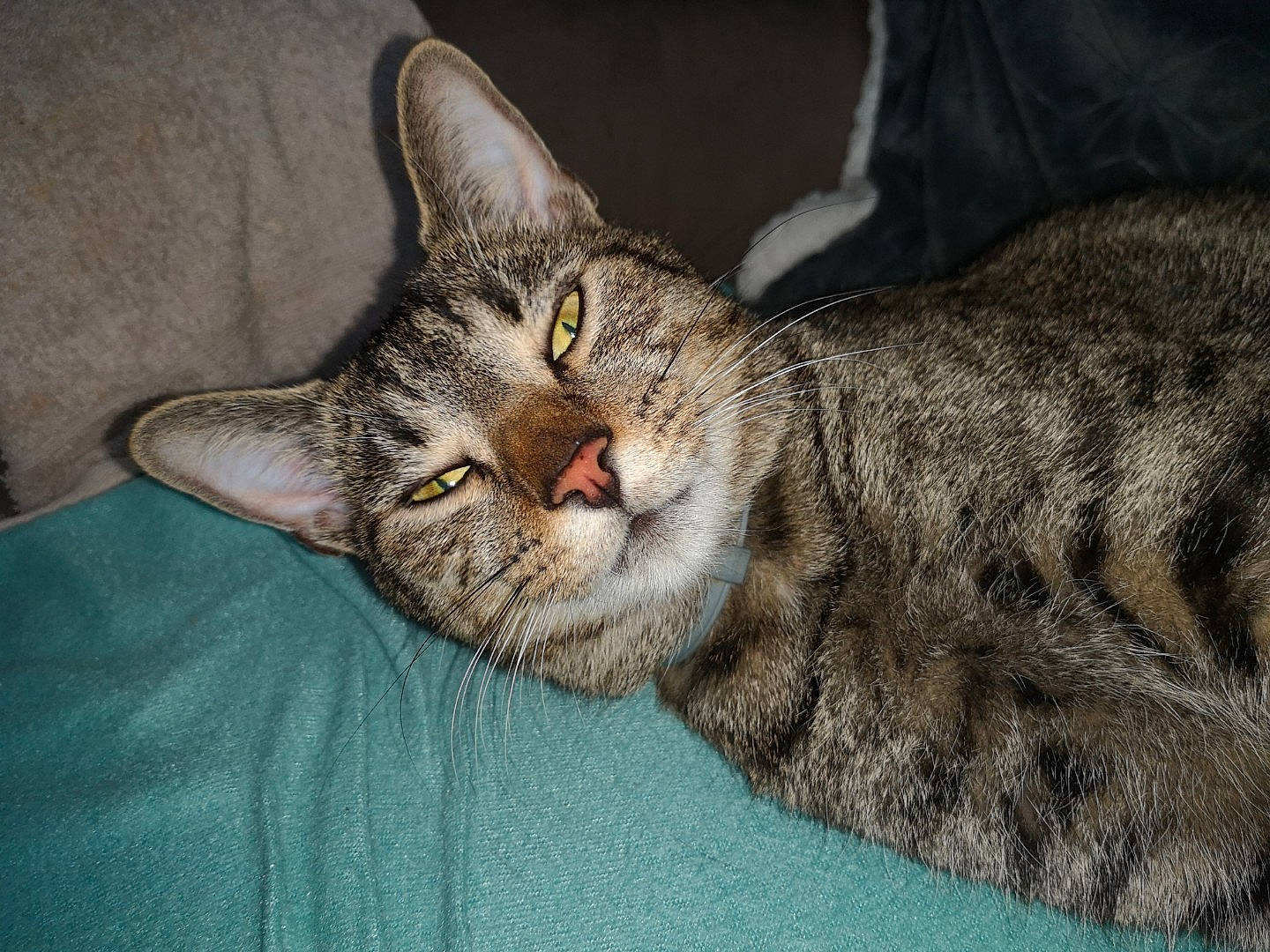 Felix participe au concours pour gagner de l'argent avec cette photo : carnivore, cat, claw, comfort, domestic_short_haired_cat, felidae, fur, nap, paw, sleep, small_to_medium_sized_cats, snout, terrestrial_animal, whiskers, wildlife