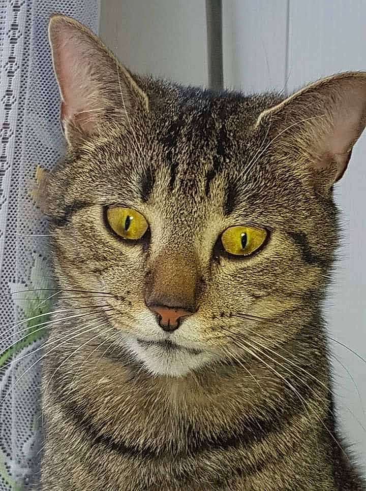 Felix participe au concours pour gagner de l'argent avec cette photo : art, bobcat, carnivore, cat, close_up, domestic_short_haired_cat, drawing, felidae, fur, grass, illustration, lynx, painting, rectangle, small_to_medium_sized_cats, snout, terrestrial_animal, whiskers, wildlife, window