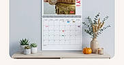 Cali is registered to the contest to win money with this photo: cat, calendar, orange_cat, table, plants, pumpkin, candle, wall, decor, home, indoor, text, button, advertisement, website, promotion, may_2027, pet, cozy, cute
