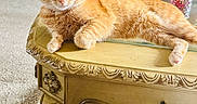 Cali joined the competition — help win amazing prizes! animal, carpet, cat, cute, domestic_cat, ears, eyes, feline, furniture, indoor, living_room, mammal, orange_tabby, paws, pet, relaxed, resting, table, whiskers, wooden_table