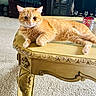 Cali joined the competition — help win amazing prizes! cat, orange_tabby, feline, pet, table, carpet, indoor, furniture, wooden_table, relaxed, animal, cute, mammal, domestic_cat, whiskers, ears, paws, eyes, resting, living_room