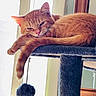 Cali is registered to the contest to win money with this photo: cat, orange_cat, tabby, cat_tree, pet, indoor, window, relaxed, sleepy, feline, tail, pom_pom, furniture, domestic_cat, household, cozy, resting, cute, animal, fur