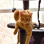 Cali joined the competition — help win amazing prizes! cat, orange_tabby, cat_tree, window, indoor, pet_toys, relaxed, paw, feline, fur, collar, sunlight, brick_wall, hanging_toy, platform, curious, animal, domestic, resting, looking