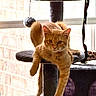 cat, orange_tabby, cat_tree, window, indoor, pet_toys, relaxed, paw, feline, fur, collar, sunlight, brick_wall, hanging_toy, platform, curious, animal, domestic, resting, looking