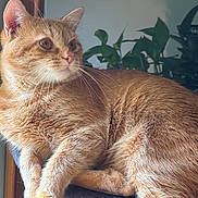 Cali is registered to the contest to win money with this photo: animal, cat, close_up, cozy, curious, domestic_cat, feline, fur, ginger_cat, greenery, indoor, mammal, natural_light, pet, plants, portrait, relaxed, soft_surface, whiskers, window