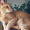 cat, ginger_cat, feline, pet, indoor, window, natural_light, plants, greenery, fur, whiskers, relaxed, cozy, soft_surface, animal, curious, close_up, portrait, domestic_cat, mammal