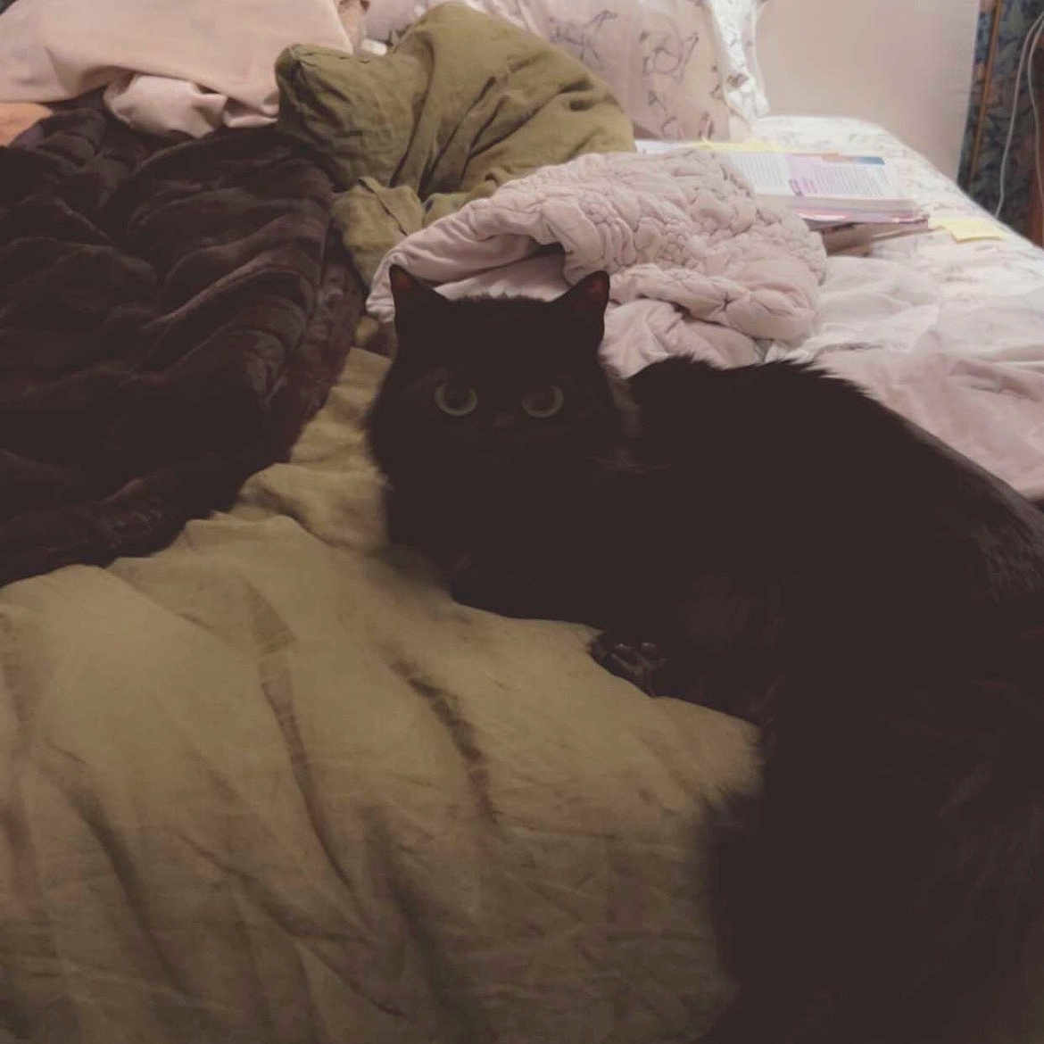 Mr. Pickles joined the competition — help win amazing prizes! cat, bed, blanket, pillow, indoor, furniture, dark, shadow, animal, pet, fur, eyes, resting, sleepy, cozy, soft, home, quiet, relaxed, night