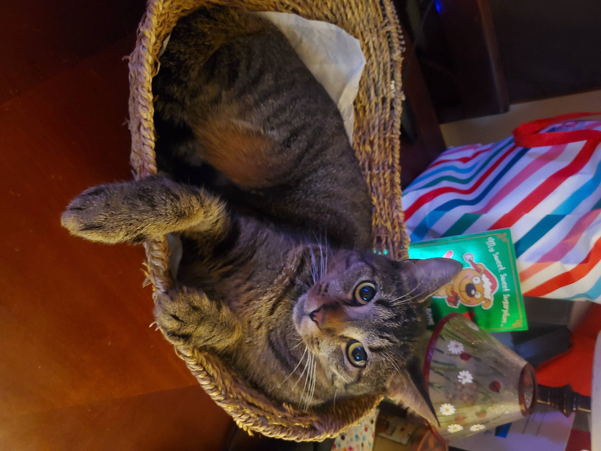 Haru is registered to the contest to win money with this photo: art, bird_of_prey, carnivore, cat, claw, falconiformes, feather, felidae, fur, hat, metal, small_to_medium_sized_cats, snout, tail, vertebrate, visual_arts, whiskers, wildlife, wing, wood