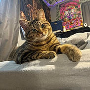 Harley joined the competition — help win amazing prizes! cat, tabby, pet, green_eyes, whiskers, paws, ears, bed, blanket, cozy, indoor, bedroom, curtains, tapestry, poster, led_lights, plants, portrait, relaxed, feline