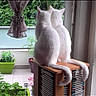 back_view, balcony, bookshelf, cat, cats, cds, curtain, daylight, funny, fur, home, indoor, pets, plants, potted_plants, room, sitting, tails, white_cat, window