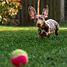 dog, puppy, dachshund, running, jumping, grass, tennis_ball, outdoor, playful, pet, ears, focus, action, motion, garden, sunlight, animal, young_dog, energetic, nature