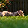 dog, dachshund, grass, greenery, outdoor, pet, animal, yard, nature, sunlight, canine, brown, focused, side_view, autumn, leafy, quiet, alone, low_angle, background_blur