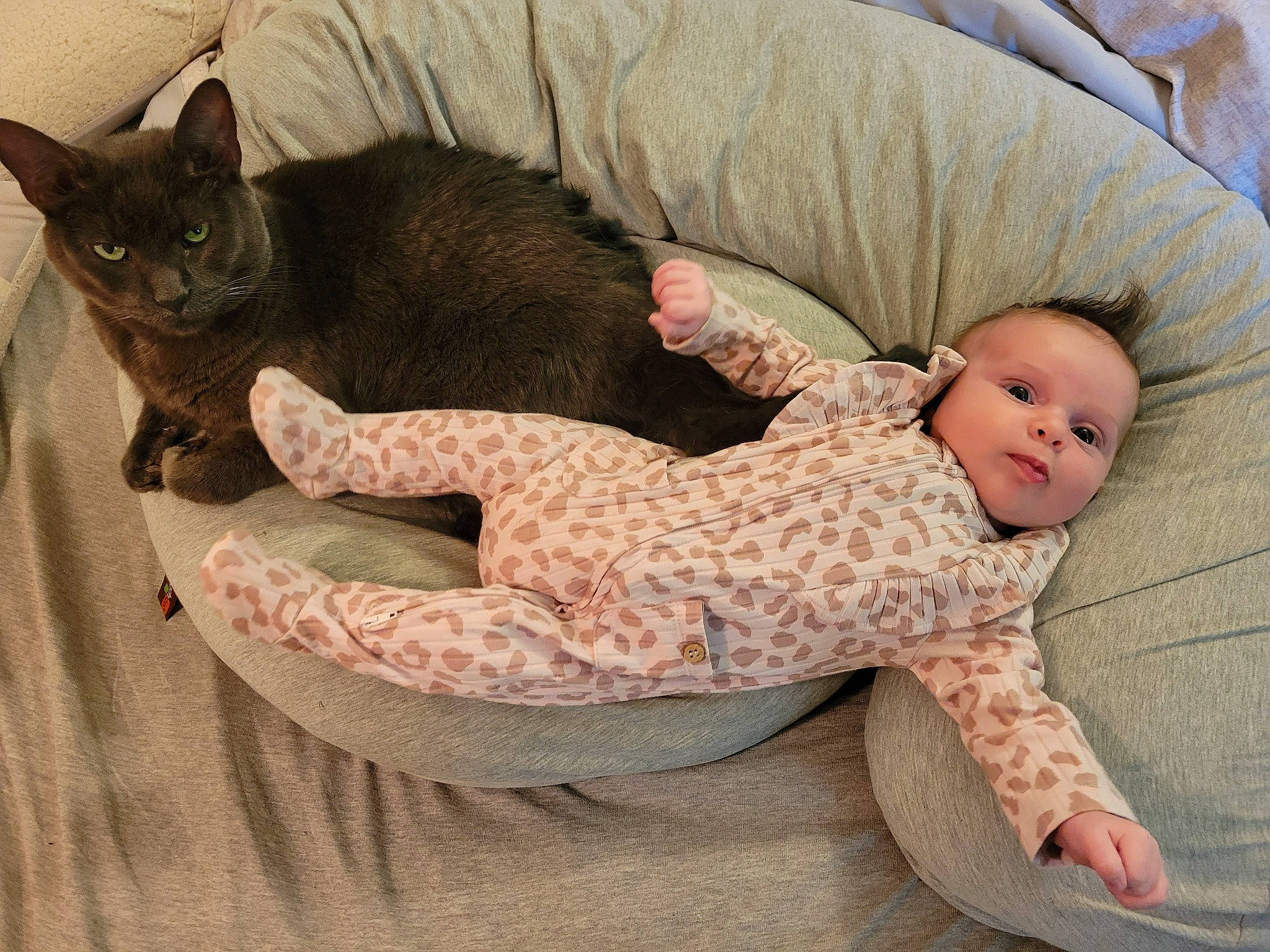 Moira joined the competition — help win amazing prizes! baby, baby_sleeping, baby_toddler_clothing, carnivore, cat, comfort, couch, domestic_short_haired_cat, felidae, fur, lap, pattern, person, sitting, sleeve, small_to_medium_sized_cats, tail, toddler, whiskers, wood