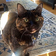 Layla is registered to the contest to win money with this photo: cat, tortoiseshell_cat, indoor, wooden_floor, rug, furniture, collar, bell, key, curious, pet, domestic_cat, sunlight, eyes, whiskers, ears, floor, home, cozy, animal