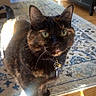 cat, tortoiseshell_cat, indoor, wooden_floor, rug, furniture, collar, bell, key, curious, pet, domestic_cat, sunlight, eyes, whiskers, ears, floor, home, cozy, animal