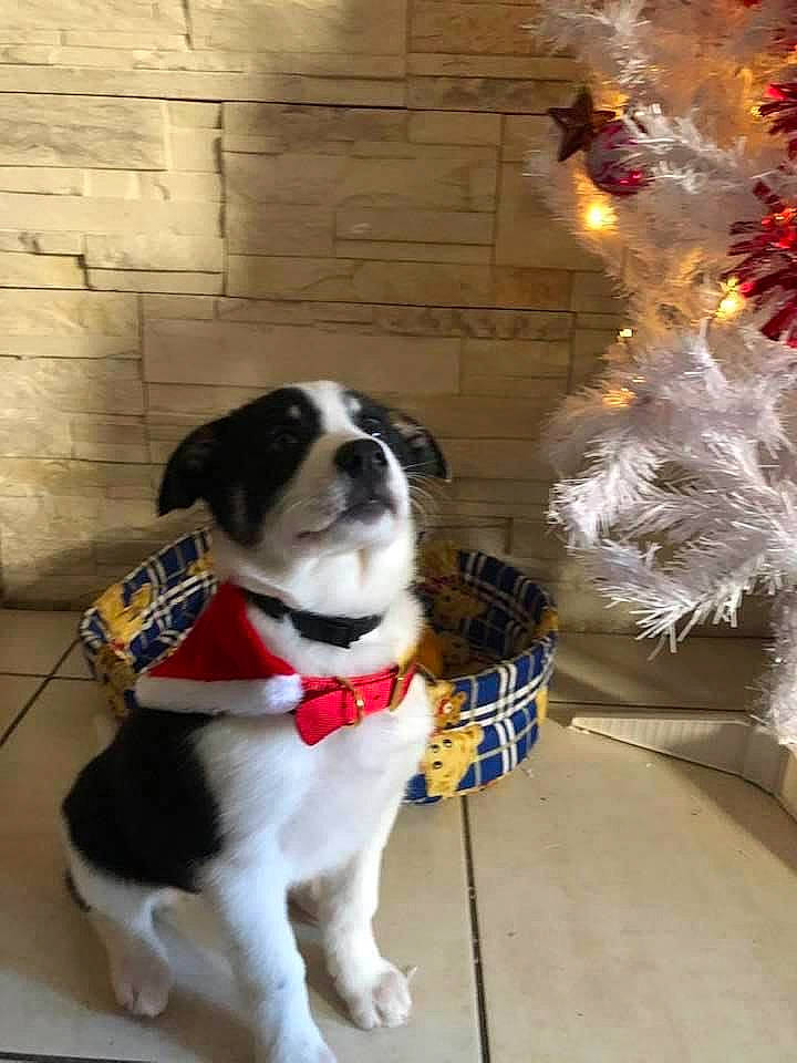 Moly a rejoint le concours — aidez-le/la à gagner de superbes lots ! beaglier, brick, brickwork, canidae, carnivore, christmas_decoration, collar, companion_dog, dog, dog_breed, dog_clothes, dog_collar, dog_supply, fur, ornament, pet_supply, snout, sporting_group, tail, working_animal