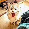 cat, fluffy_cat, long_hair, white_fur, brown_fur, open_mouth, meowing, whiskers, pink_nose, animal, pet, sitting, indoor, home, floor, shelf, grooming_tools, nail_clippers, knitted_blanket, warm_lighting