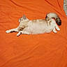 Pika a rejoint le concours — aidez-le/la à gagner de superbes lots ! cat, fluffy, pet, animal, sleeping, lying_down, stretched, relaxed, orange_blanket, bed, indoor, home, cozy, fur, tail, paws, whiskers, side_view, comfort, photography