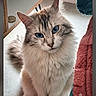cat, fluffy, long_hair, blue_eyes, pet, animal, portrait, close_up, sitting, indoors, cozy, blanket, furniture, home, whiskers, ears, fur, blue_gray, cute, photography