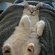 Pika participe au concours pour gagner de l'argent avec cette photo : cat, kitten, white_cat, fluffy, sleeping, belly_up, raised_paws, pink_paw_pads, indoors, blanket, gray_blanket, cozy, relaxed, cute, pet, living_room, remote_control, furniture, close_up, portrait