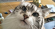 Pika a rejoint le concours — aidez-le/la à gagner de superbes lots ! cat, fluffy, long_hair, silver, white, tabby, pet, animal, portrait, close_up, face, eyes, whiskers, nose, indoors, living_room, table, television, vase, furniture