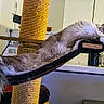 cat, fluffy, long_hair, feline, pet, relaxed, stretching, sleeping, hammock, scratching_post, climbing_tree, paws, tail, whiskers, indoor, kitchen, home, furniture, playful, funny