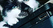 Freyja a rejoint le concours — aidez-le/la à gagner de superbes lots ! accessories, animal, bag, briefcase, camera, cat, computer, computerhardware, computerkeyboard, electronics, hardware, kitten, laptop, manx, modem, monitor, pc, pet, phone, screen