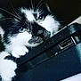 accessories, animal, bag, briefcase, camera, cat, computer, computerhardware, computerkeyboard, electronics, hardware, kitten, laptop, manx, modem, monitor, pc, pet, phone, screen