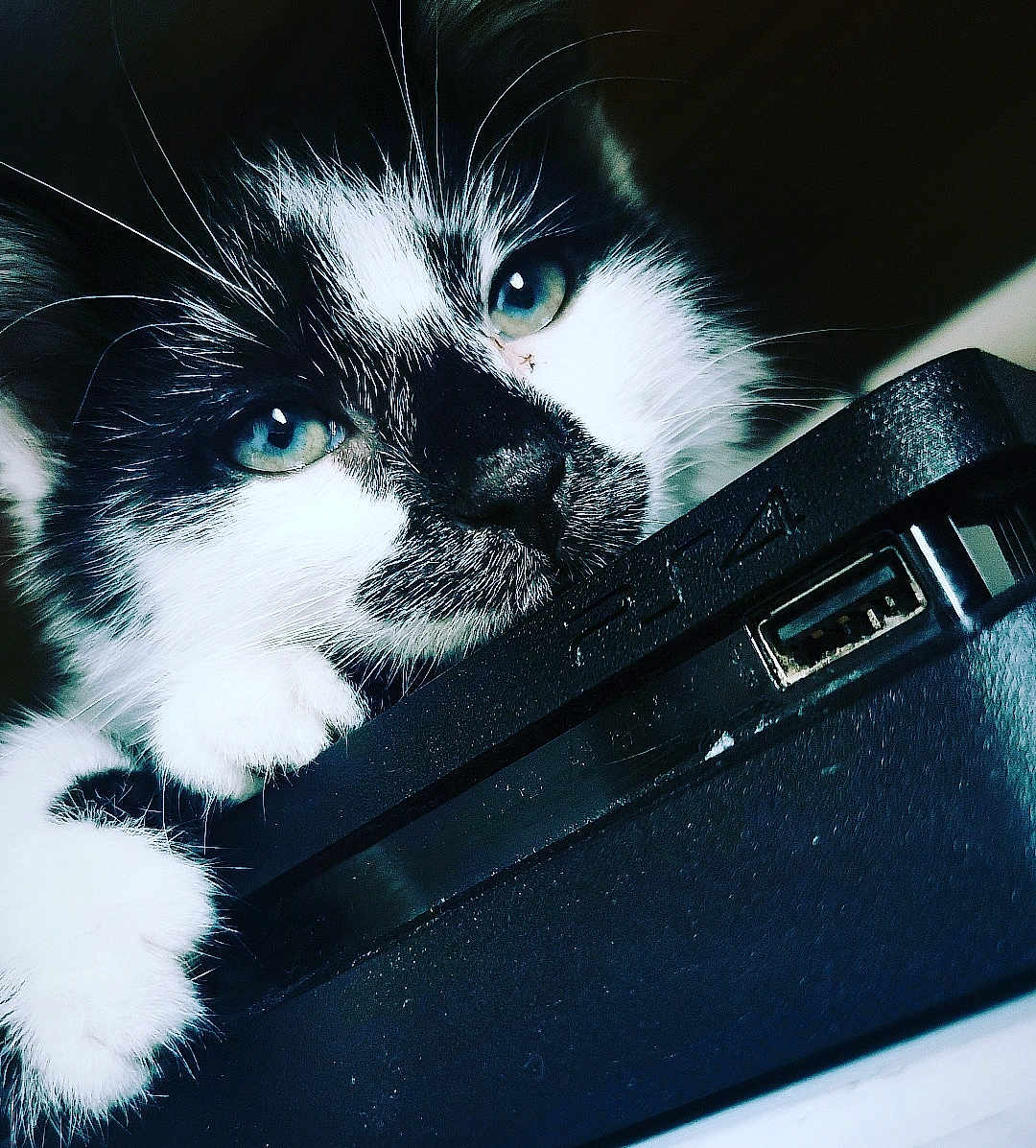 Freyja a rejoint le concours — aidez-le/la à gagner de superbes lots ! accessories, animal, bag, briefcase, camera, cat, computer, computerhardware, computerkeyboard, electronics, hardware, kitten, laptop, manx, modem, monitor, pc, pet, phone, screen