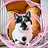 cat, black_and_white, tuxedo_cat, pet, animal, feline, whiskers, green_eyes, sitting, portrait, indoor, pink, mesh, fabric, sparkles, play_tunnel, curious, looking_at_camera, fur, cute