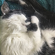 Freyja a rejoint le concours — aidez-le/la à gagner de superbes lots ! cat, black_and_white, fluffy, fur, whiskers, ears, paws, sleeping, relaxed, cozy, close_up, portrait, pet, animal, indoors, blanket, textured_background, monochrome, cute, resting