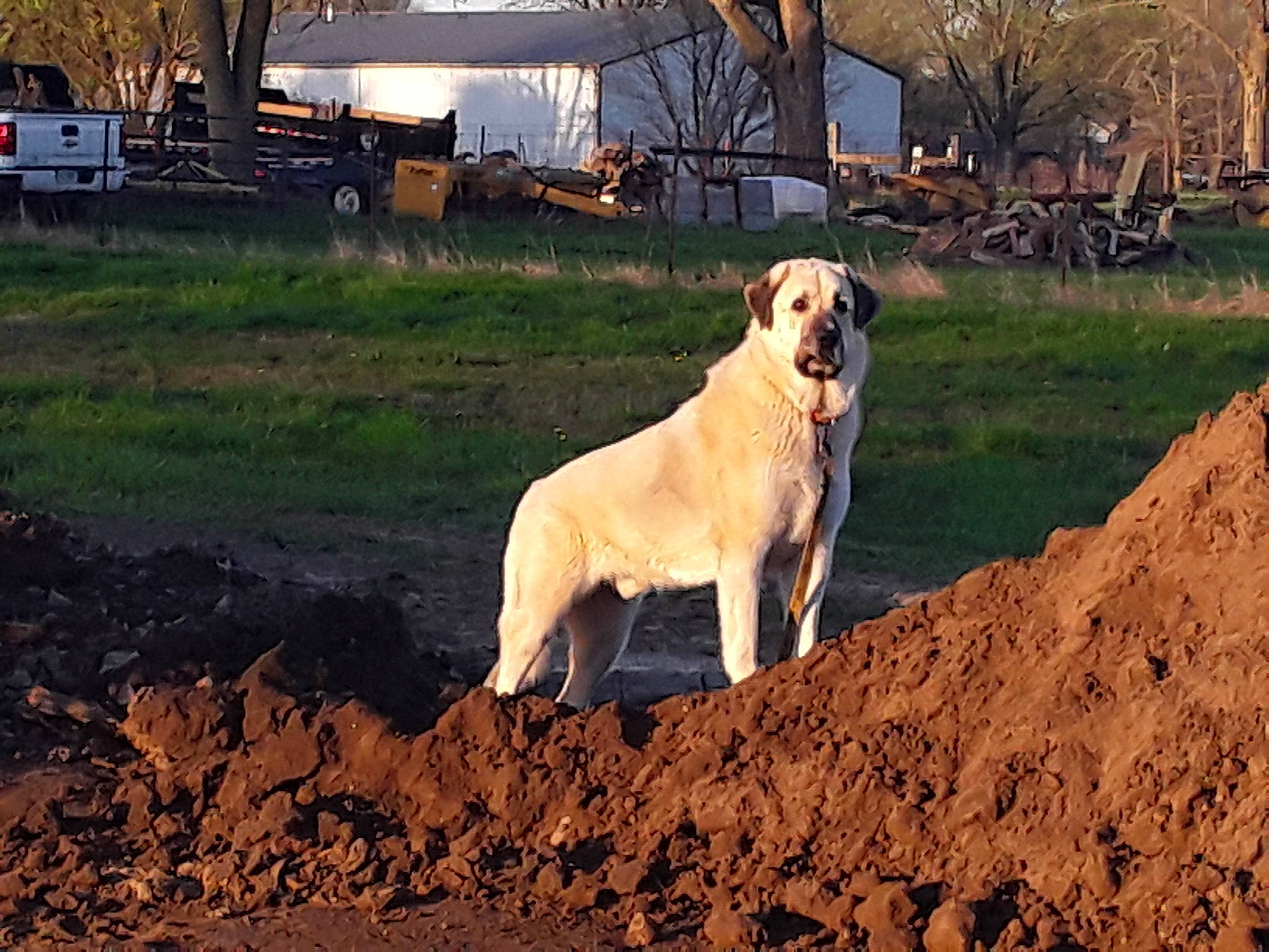 Cash joined the competition — help win amazing prizes! bench, bicycle_wheel, canidae, carnivore, companion_dog, dog, dog_breed, fawn, grass, gun_dog, landscape, plant, soil, tail, terrestrial_animal, tree, wheel, wildlife, working_animal, working_dog