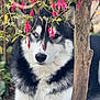 dog, husky, heterochromia, flower, pink_flower, greenery, tree_trunk, outdoor, nature, pet, canine, fur, portrait, close_up, animal, leaves, plant, garden, cute, eyes