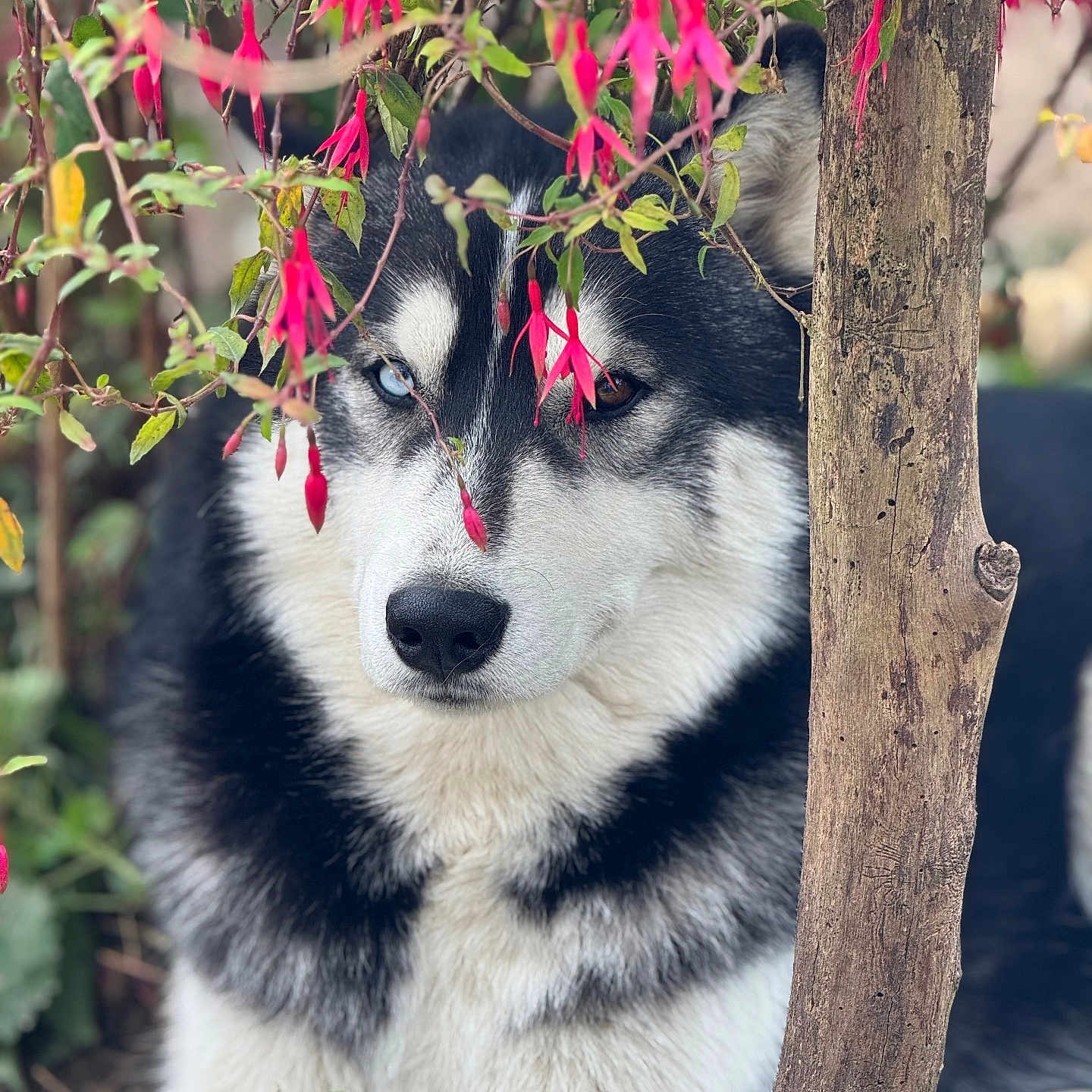 Volt a rejoint le concours — aidez-le/la à gagner de superbes lots ! animal, canine, close_up, cute, dog, eyes, flower, fur, garden, greenery, heterochromia, husky, leaves, nature, outdoor, pet, pink_flower, plant, portrait, tree_trunk