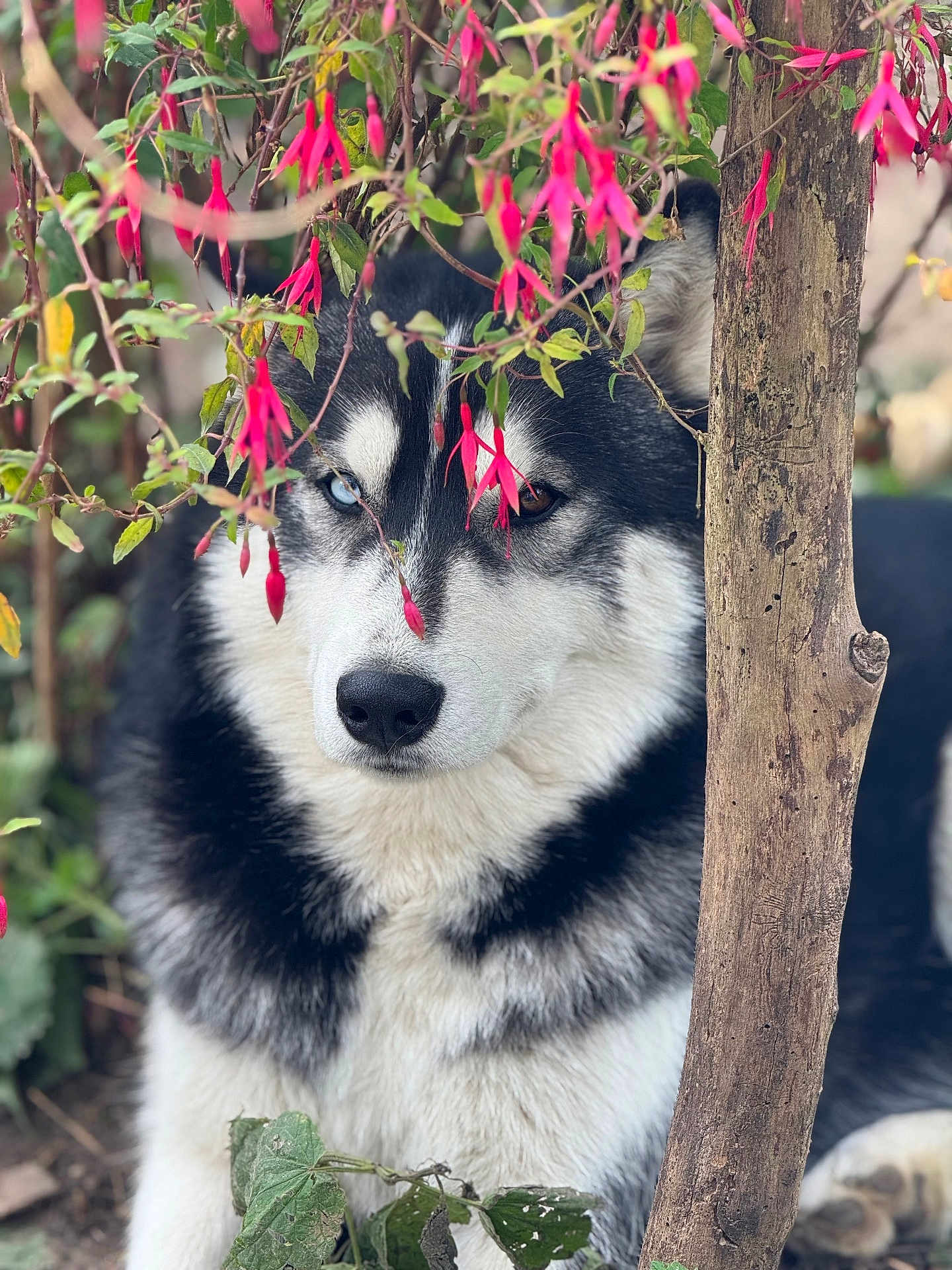 Volt a rejoint le concours — aidez-le/la à gagner de superbes lots ! dog, husky, heterochromia, flower, pink_flower, greenery, tree_trunk, outdoor, nature, pet, canine, fur, portrait, close_up, animal, leaves, plant, garden, cute, eyes