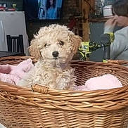 Mattie is registered to the contest to win money with this photo: air_conditioner, basket, blanket, chair, child, countertop, cozy, curly_hair, dog, drill, fire_extinguisher, furniture, indoor, person, pet, pink, puppy, stone_wall, television, wooden_ceiling