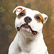 Vaiana a rejoint le concours — aidez-le/la à gagner de superbes lots ! dog, pet, portrait, close_up, white_dog, brown_patch, animal, canine, studio, background, curious, ears, face, snout, fur, expression, domestic_animal, looking_up, muzzle, friendly