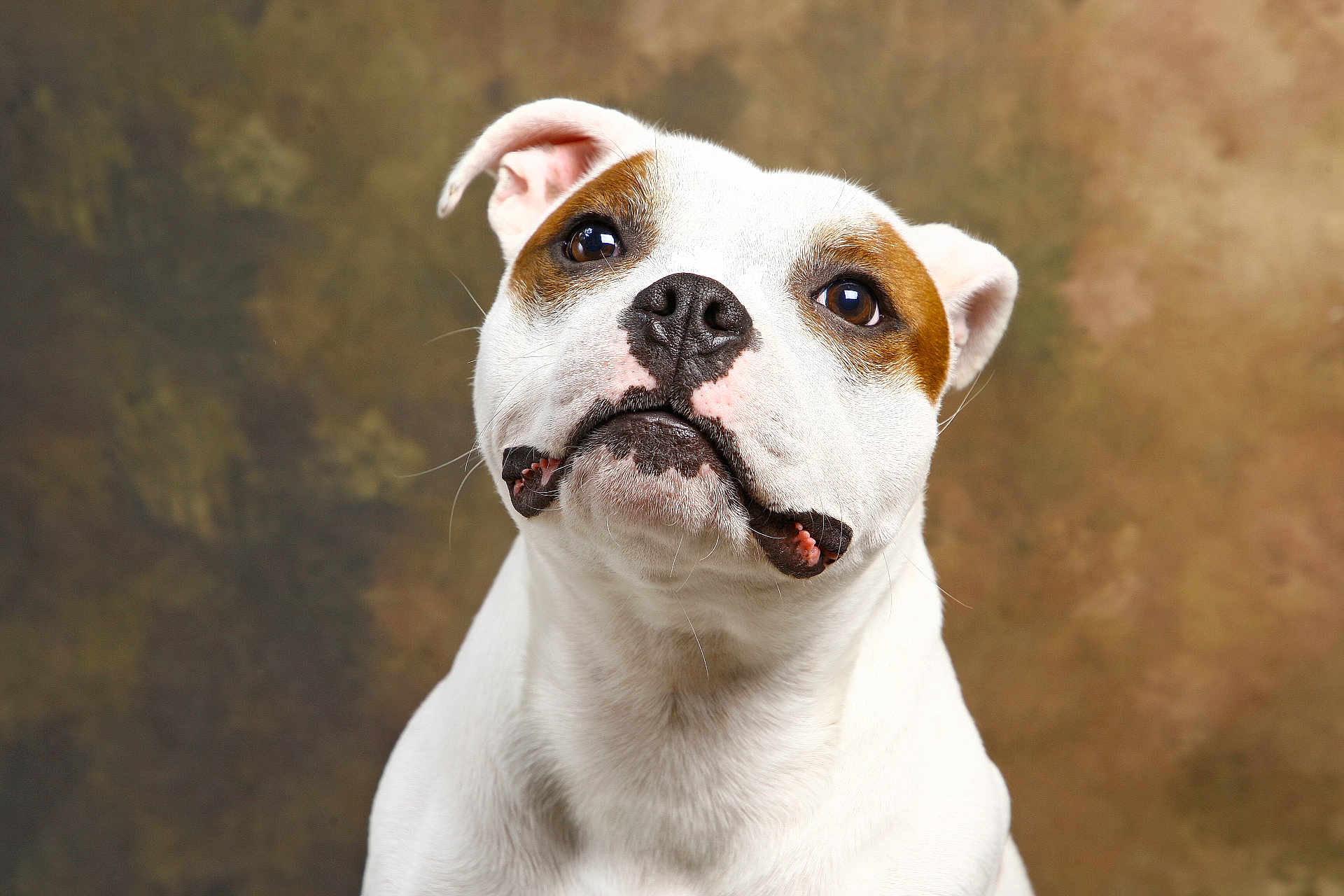 Vaiana a rejoint le concours — aidez-le/la à gagner de superbes lots ! dog, pet, portrait, close_up, white_dog, brown_patch, animal, canine, studio, background, curious, ears, face, snout, fur, expression, domestic_animal, looking_up, muzzle, friendly