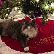 Remi is registered to the contest to win money with this photo: cat, christmas_tree, christmas_lights, ornament, red_skirt, white_fur, gray_fur, holiday, decorations, indoor, carpet, festive, pet, animal, fluffy, relaxed, holiday_season, christmas_decor, tree_branch, lighting
