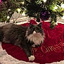 cat, christmas_tree, christmas_lights, ornament, red_skirt, white_fur, gray_fur, holiday, decorations, indoor, carpet, festive, pet, animal, fluffy, relaxed, holiday_season, christmas_decor, tree_branch, lighting