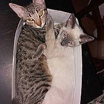 Chippie Et Choupette