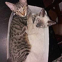 Chippie Et Choupette